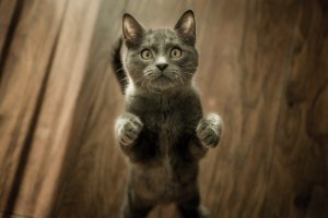 a grey kitten on the floor