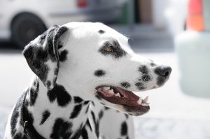 a dalmatian dog